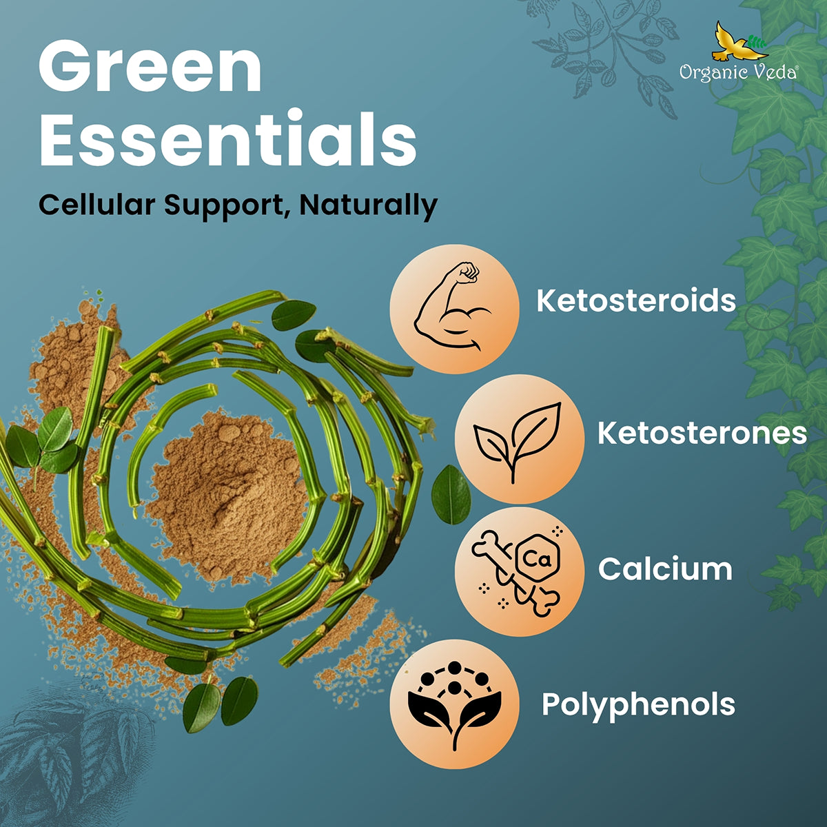 Cissus Extract Capsules