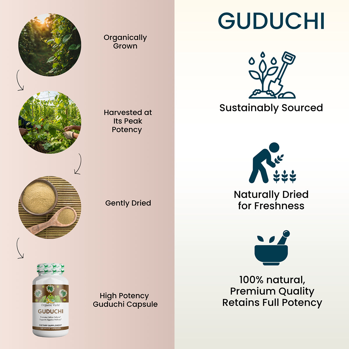 Guduchi Capsules