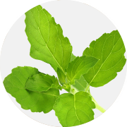 Holy Basil