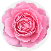 Rose Petal