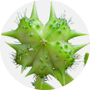Tribulus