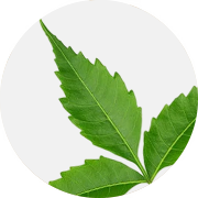 Neem